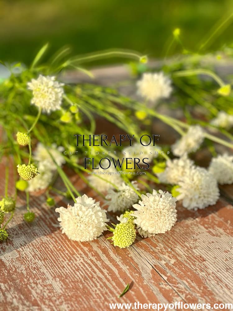 Scabiosa atropurpurea White therapyofflowers.com