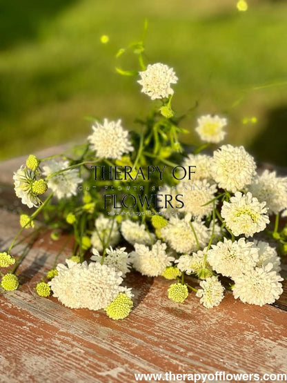 Scabiosa atropurpurea White therapyofflowers.com