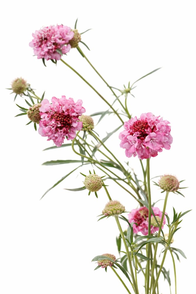 Scabiosa atropurpurea Salmon Queen | Pincushion Flower - 20 seeds / 90 cm - flowers