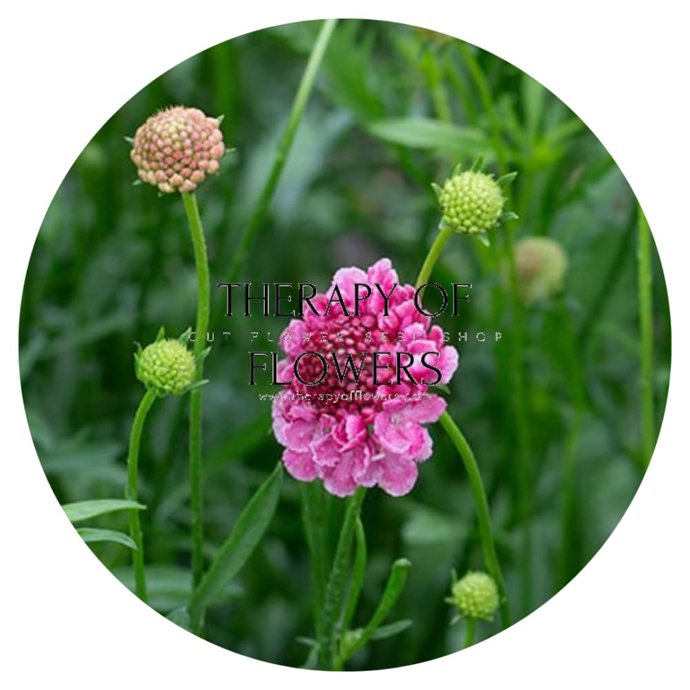 Scabiosa atropurpurea Salmon Queen therapyofflowers.com