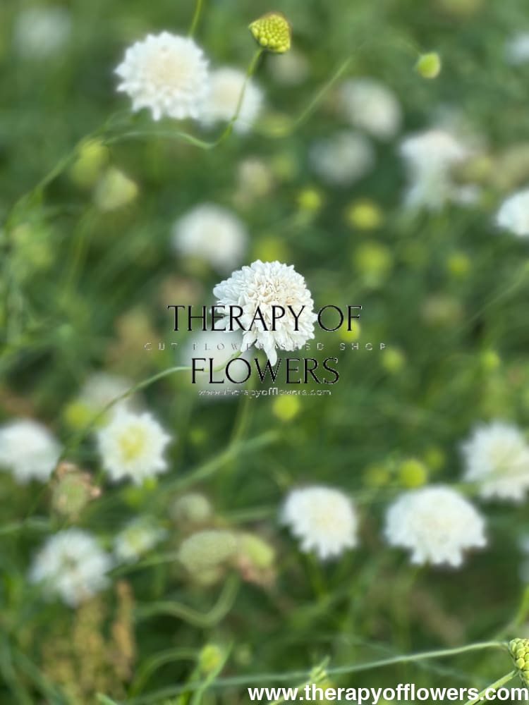 Scabiosa atropurpurea White therapyofflowers.com