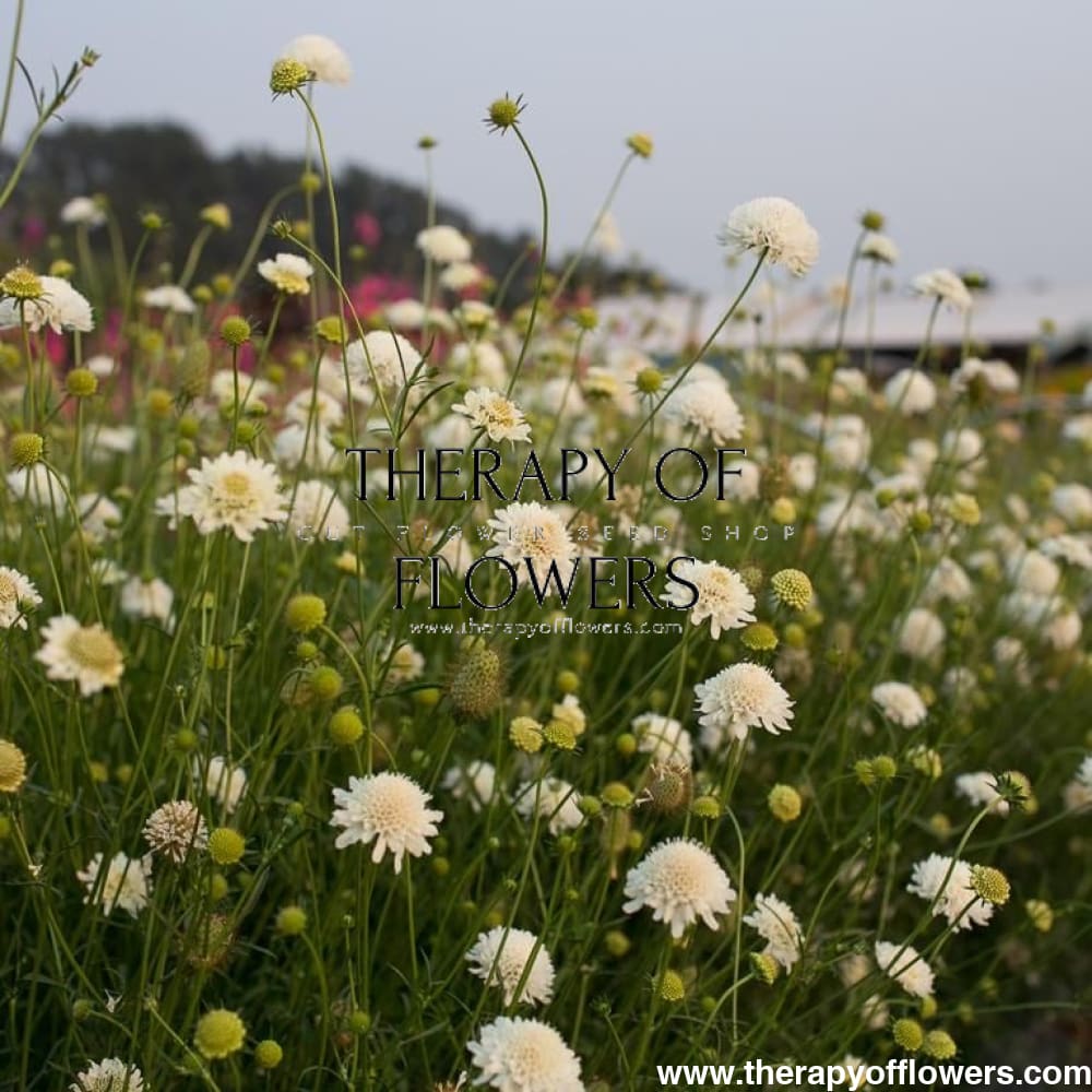 Scabiosa atropurpurea White therapyofflowers.com