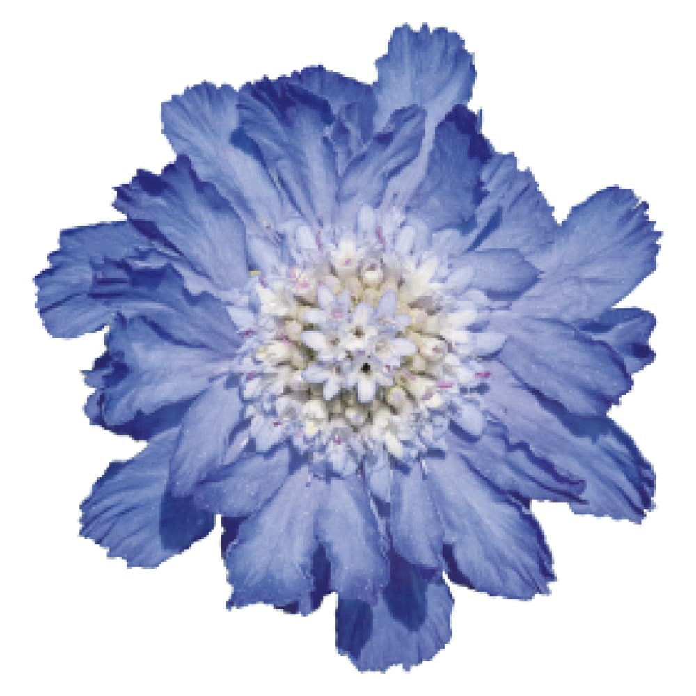 Scabiosa caucasica Fama® Blue | Pincushion Flower | Cut Flower therapyofflowers.com