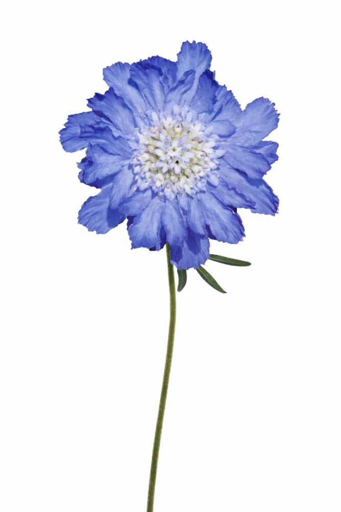 Scabiosa caucasica Fama® Blue | Pincushion Flower | Cut Flower - 20 seeds / 65–75 cm / Light Blue - Seeds