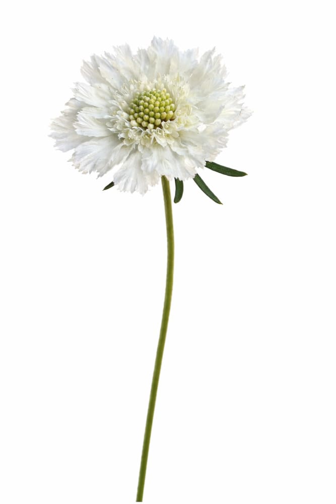 Scabiosa caucasica Fama® White | Pincushion Flower | Cut Flower - 20 seeds / 65–75 cm / White - Seeds