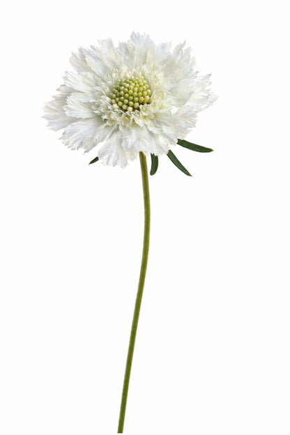 Scabiosa caucasica Fama® White | Pincushion Flower | Cut Flower - 20 seeds / 65–75 cm / White - Seeds