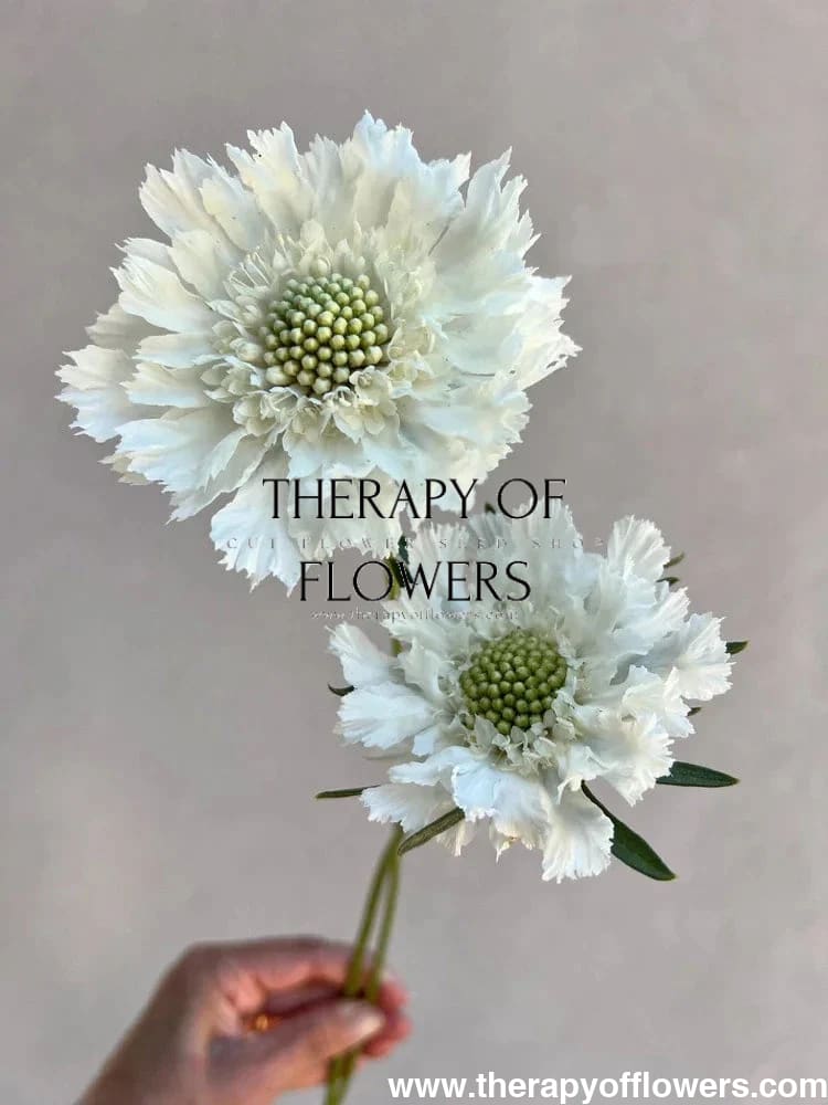 Scabiosa caucasica Fama® White | Pincushion Flower | Cut Flower therapyofflowers.com