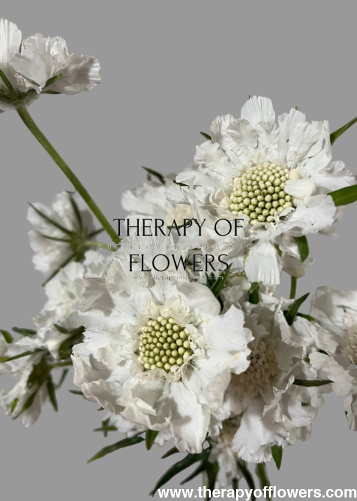 Scabiosa caucasica Fama® White | Pincushion Flower | Cut Flower - 20 seeds / 65–75 cm / White - Seeds