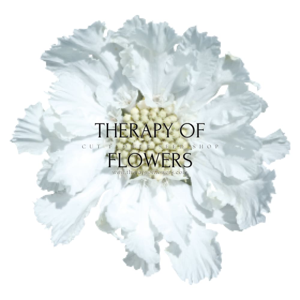 Scabiosa caucasica Fama® White | Pincushion Flower | Cut Flower therapyofflowers.com