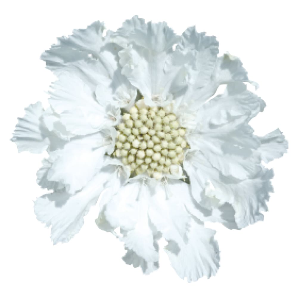 Scabiosa caucasica Fama® White | Pincushion Flower | Cut Flower therapyofflowers.com