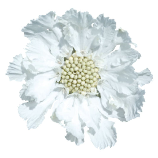 Scabiosa caucasica Fama® White | Pincushion Flower | Cut Flower therapyofflowers.com