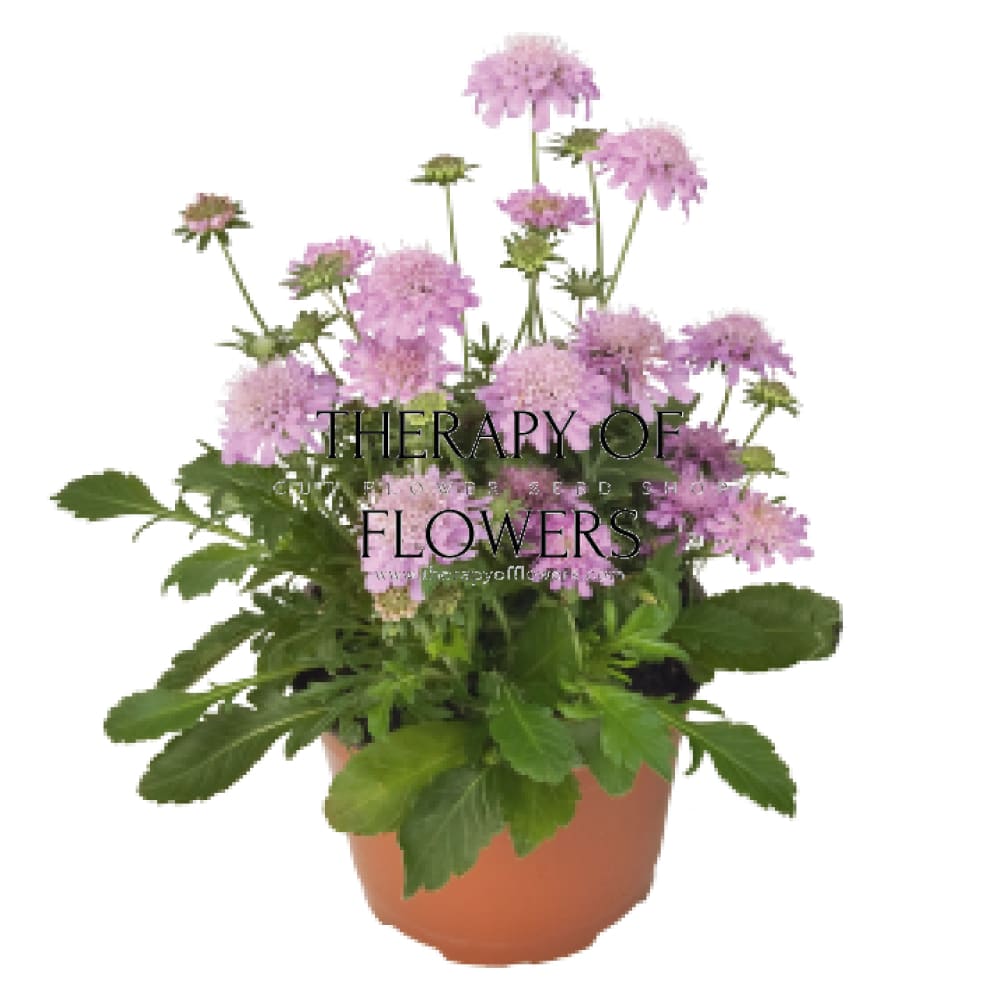 Scabiosa japonica var. alpina Ritz Rose | Pincushion Flower therapyofflowers.com
