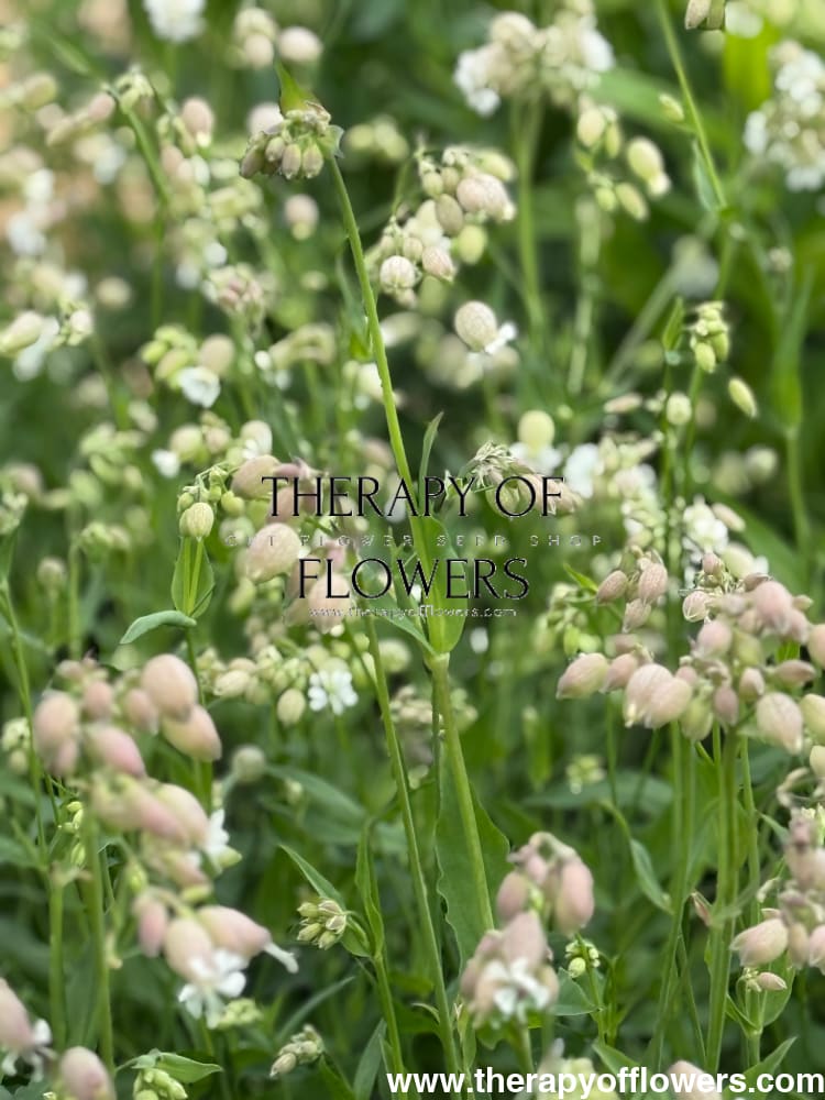 Silene vulgaris Blushing Lantern | Silene therapyofflowers.com