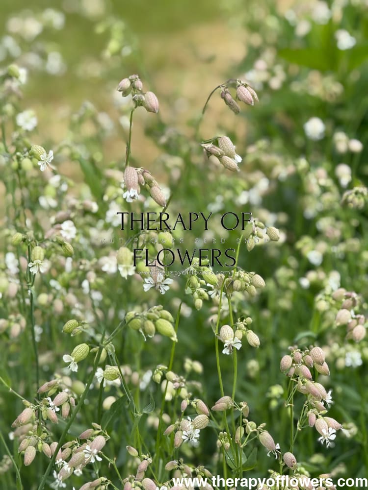 lantern flower seeds Silene vulgaris 'Blushing Lantern' Seeds