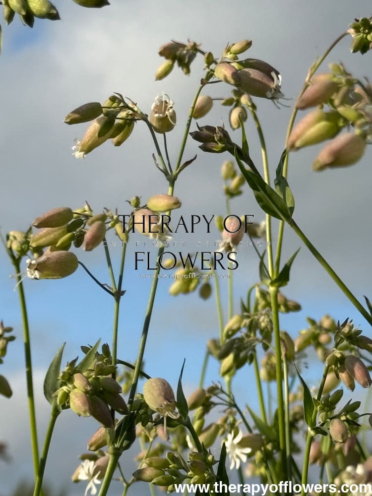 lantern flower seeds Silene vulgaris 'Blushing Lantern' Seeds