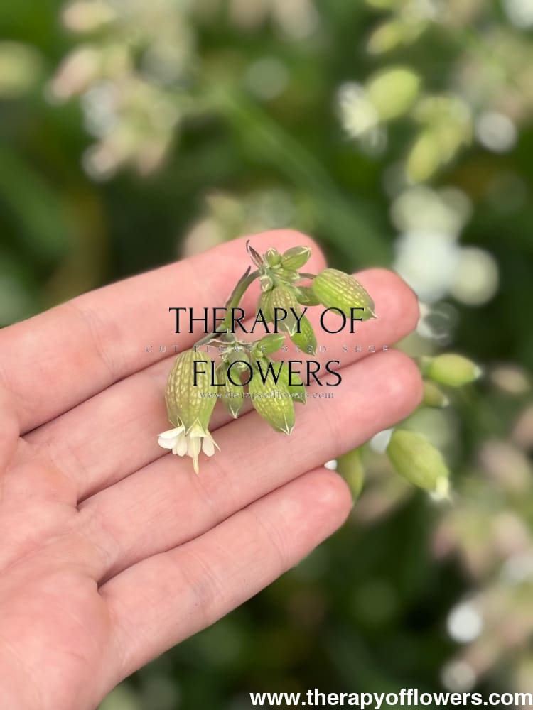 Silene vulgaris Blushing Lantern | Silene therapyofflowers.com