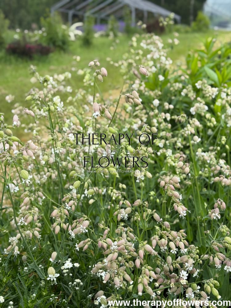 Silene vulgaris Blushing Lantern | Silene therapyofflowers.com