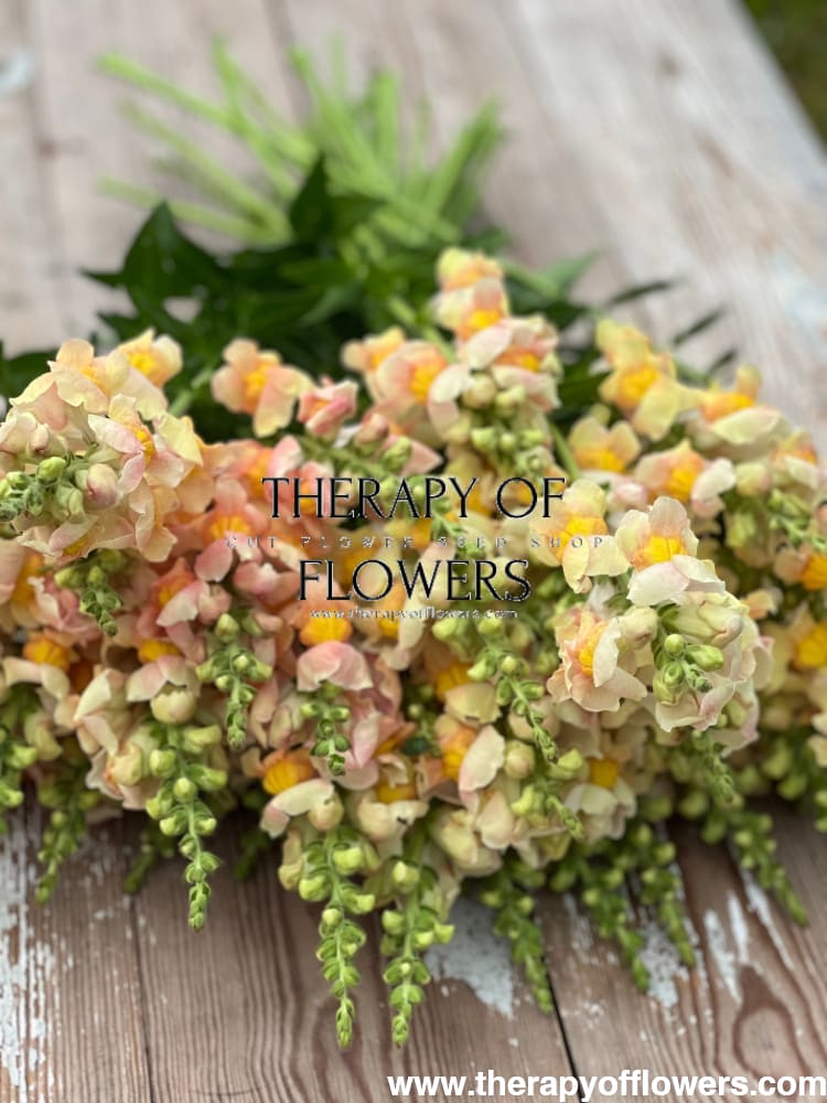 Snapdragon Costa Apricot F1 therapyofflowers.com