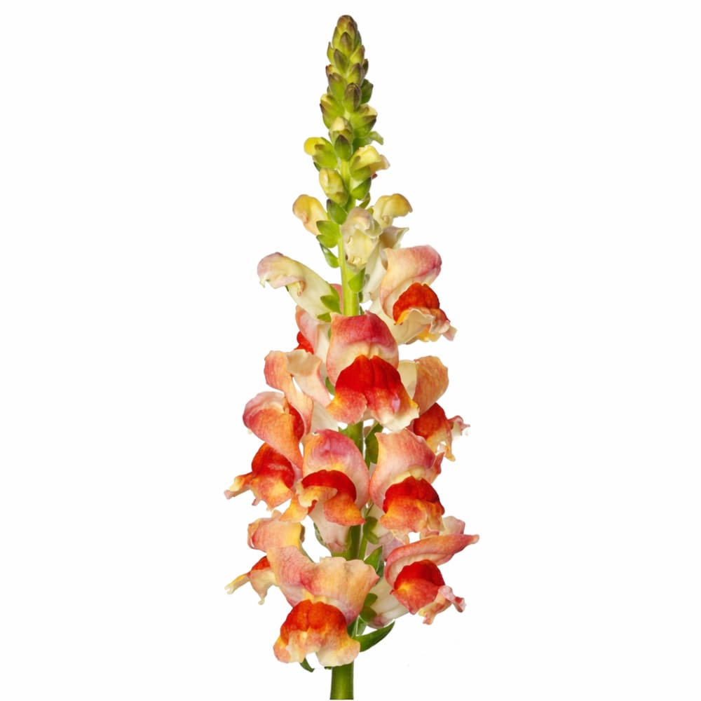 Snapdragon Avignon Bicolor Yellow F1 | Group 2 | Antirrhinum majus - 20 seeds - seeds