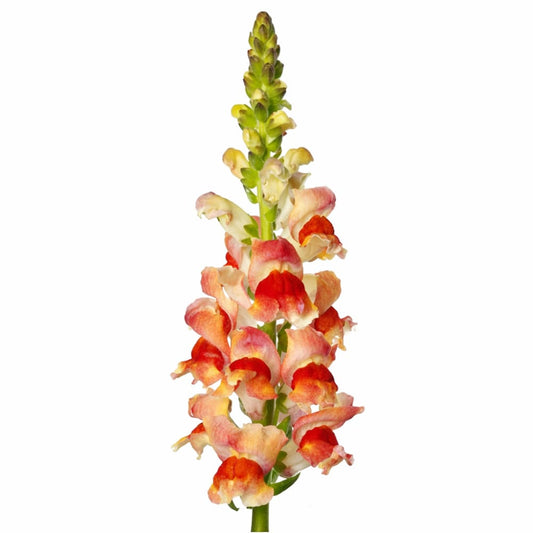 Snapdragon Avignon Bicolor Yellow F1 | Group 2 | Antirrhinum majus - 20 seeds - seeds