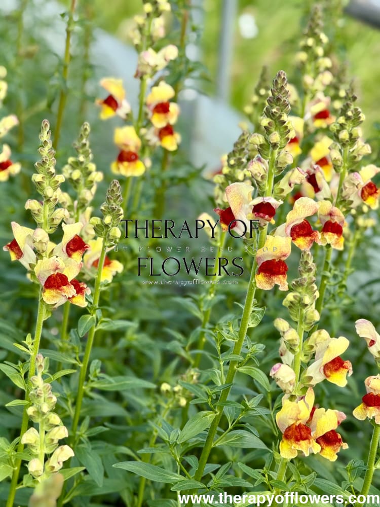 anthurium snapdragon Snapdragon Avignon Bicolor Yellow F1 – Vibrant Blooms for a Colorful Garden – therapyofflowers.com