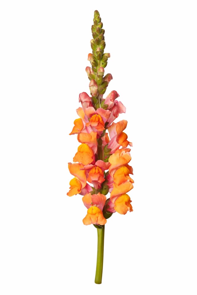 Snapdragon Avignon Deep Orange F1 | Group 2 | Antirrhinum majus - 20 seeds / Raw / Deep orange - seeds