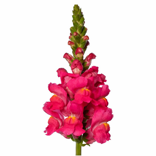 Snapdragon Avignon Deep Rose F1 | Group 2 | Antirrhinum majus therapyofflowers.com