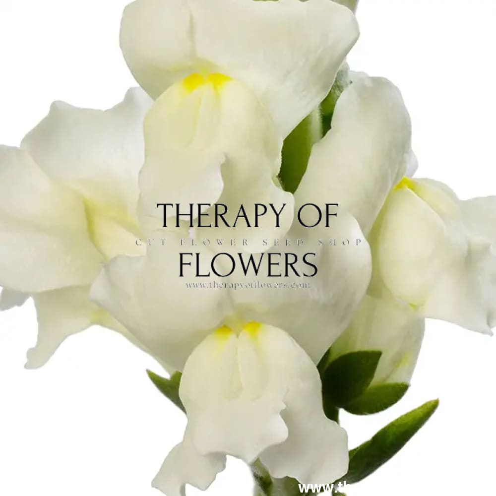 Snapdragon Avignon Ivory F1 | Group 2 | Antirrhinum majus | Pelleted - 40 seeds / Raw Pelleted / Ivory white - seeds