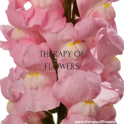 Snapdragon Avignon Light Rose F1 | Group 2 | Antirrhinum majus | Pelleted - 40 seeds / Raw Pelleted / Light Rose - seeds