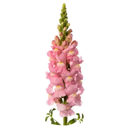 Snapdragon Avignon Light Rose F1 | Group 2 | Antirrhinum majus | Pelleted - 40 seeds / Raw Pelleted / Light Rose - seeds