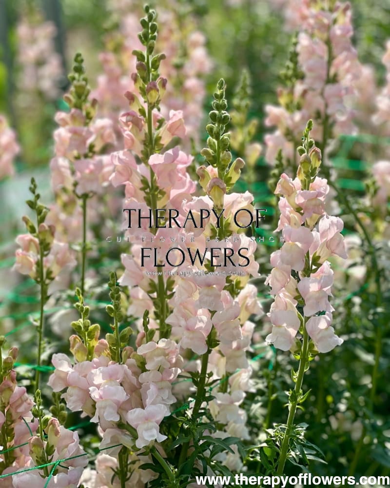 Snapdragon Costa Silver seeds