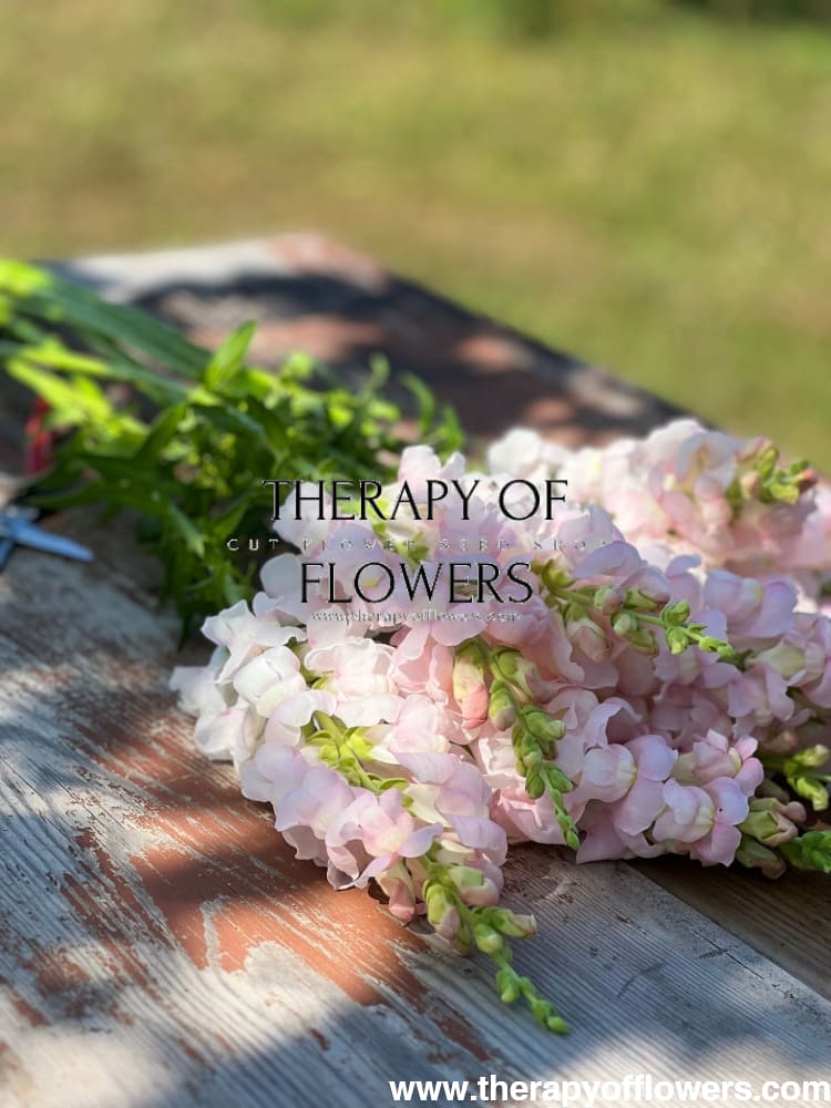 Snapdragon Costa Silver F1 | Group 2 | Antirrhinum majus therapyofflowers.com