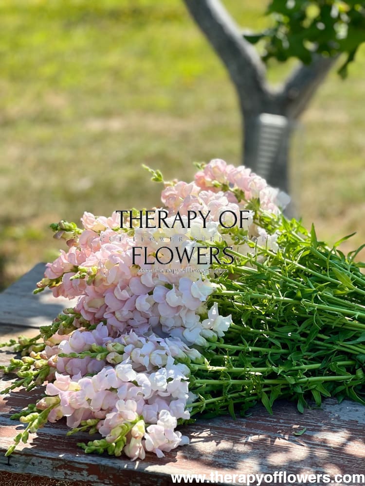 Snapdragon Costa Silver THO