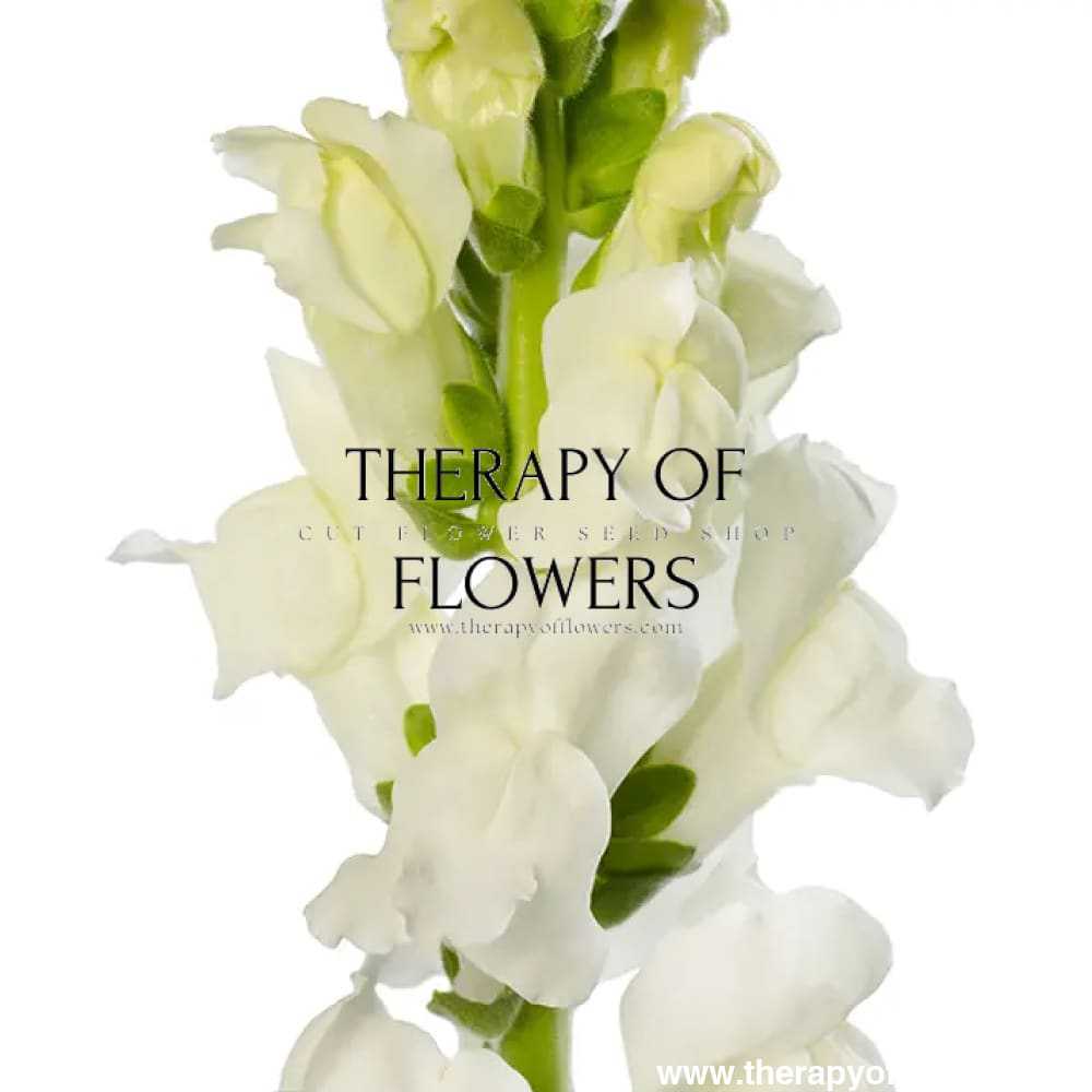 Snapdragon Avignon White F1 | Group 2 | Antirrhinum majus - 40 seeds / Raw Pelleted / Pure White - seeds