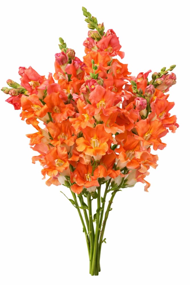 Snapdragon ‘Chantilly™ Bronze’ F1 | Group 1 2 | Antirrhinum majus | Butterfly-Type - 20 seeds / Salmon - Seeds