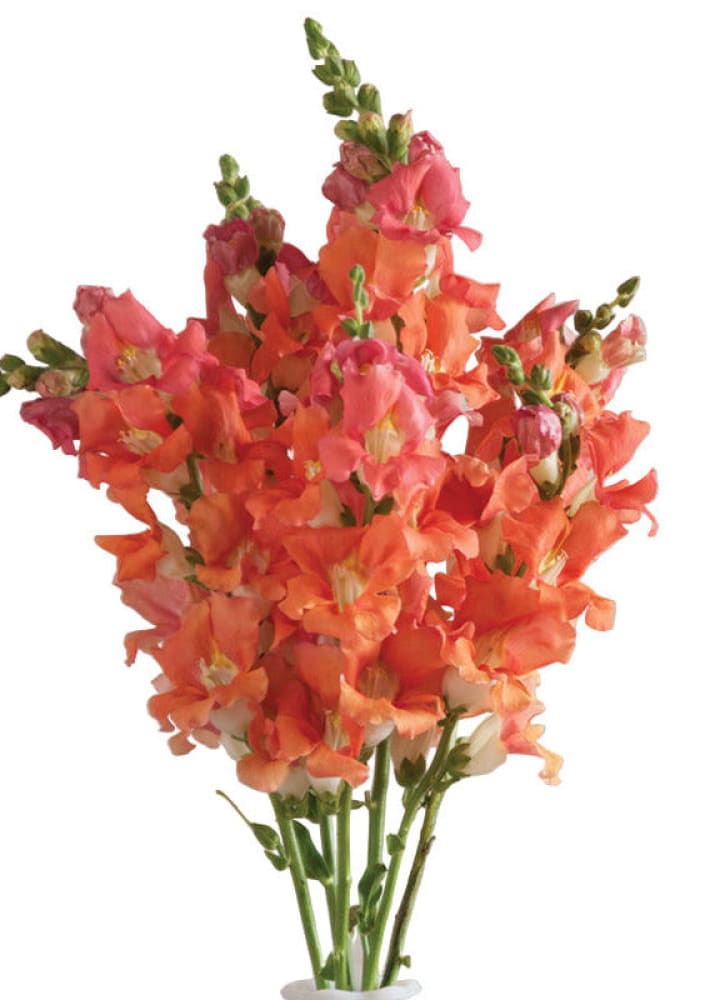 Leijonankita ‘Chantilly™ bronze’ F1 | Ryhmä 1–2 | Antirrhinum majus | Perhosmainen leijonankita