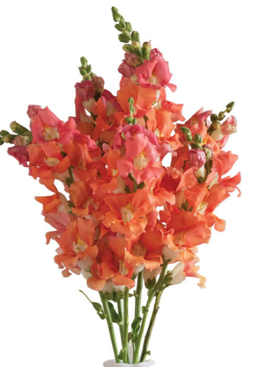 Leijonankita ‘Chantilly™ bronze’ F1 | Ryhmä 1–2 | Antirrhinum majus | Perhosmainen leijonankita