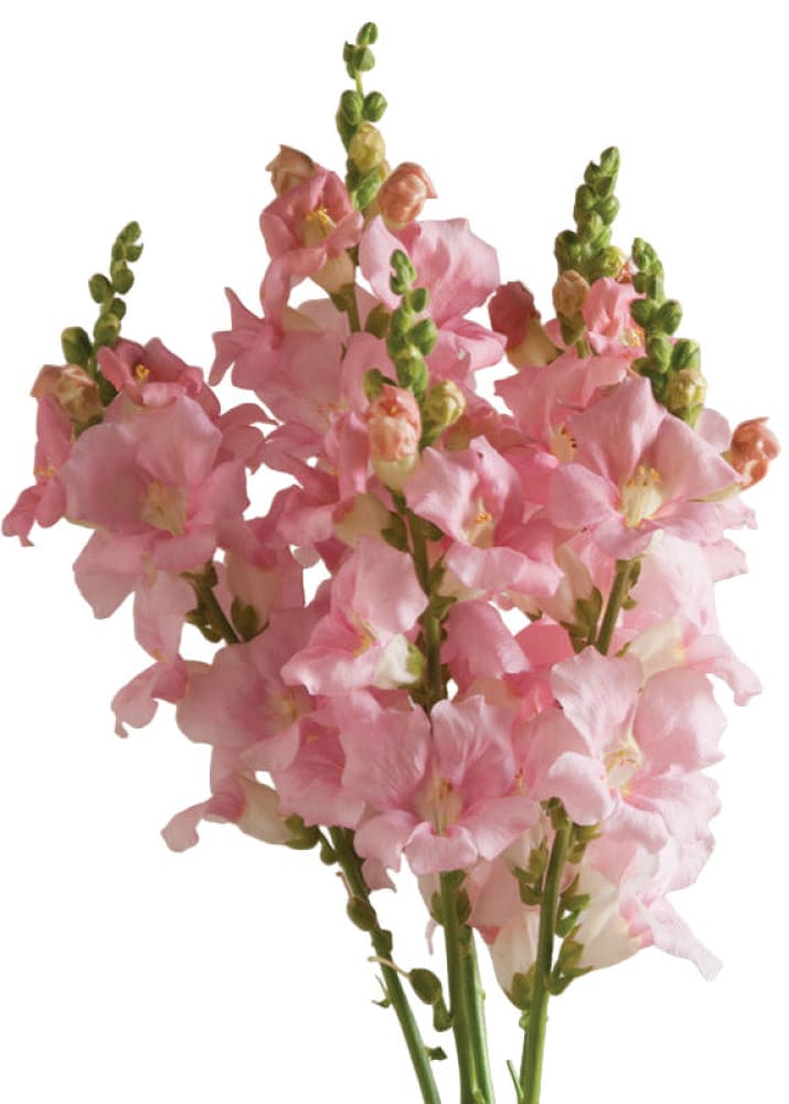 
Snapdragon ‘Chantilly Light Pink’
Antirrhinum majus
