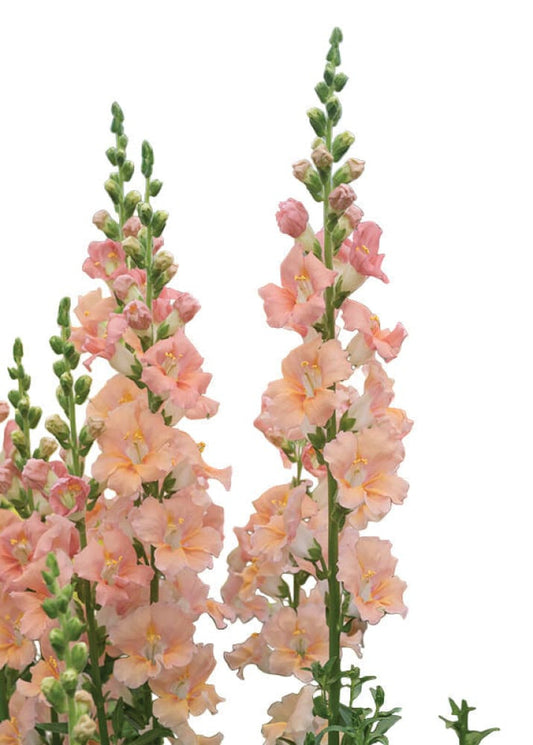 Snapdragon ‘Chantilly™ Salmon’ F1 | Group 1, 2 | Antirrhinum majus | Butterfly-Type therapyofflowers.com