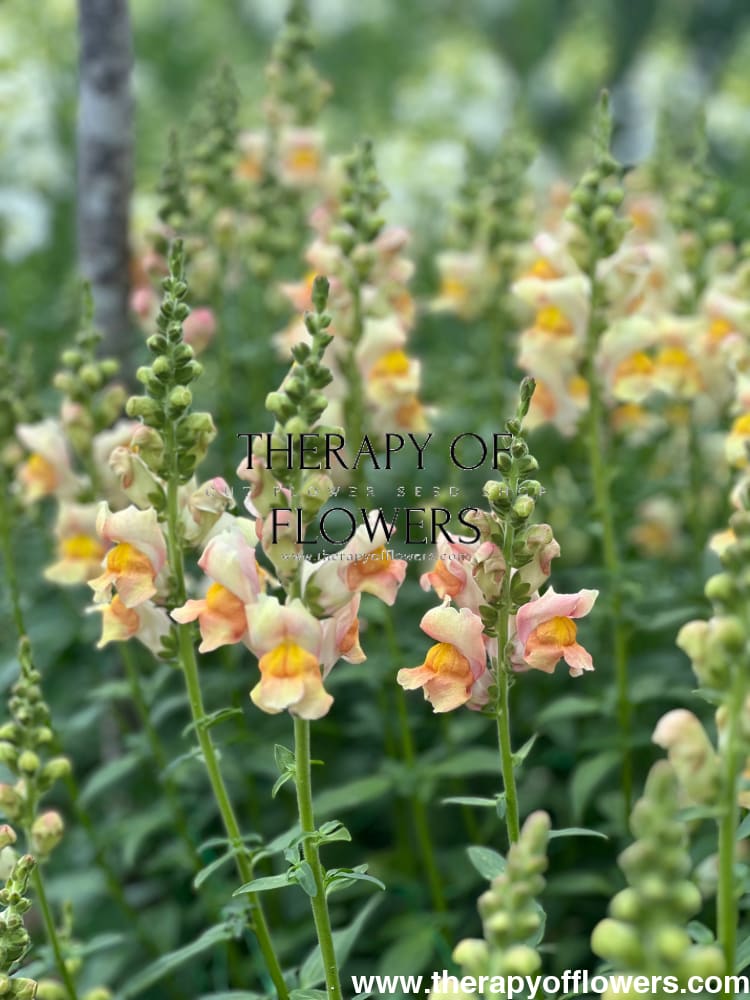 Snapdragon Costa Apricot F1 therapyofflowers.com