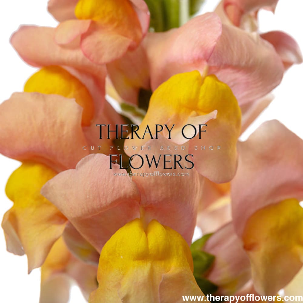 Snapdragon Costa Apricot F1 therapyofflowers.com