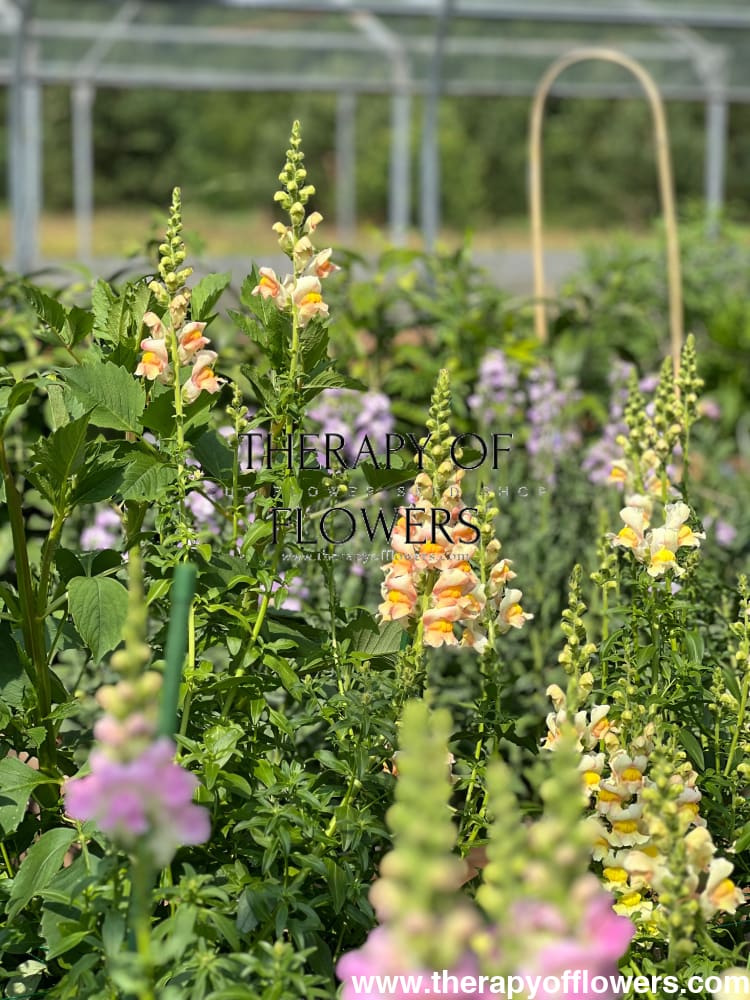 Snapdragon Costa Apricot F1 therapyofflowers.com