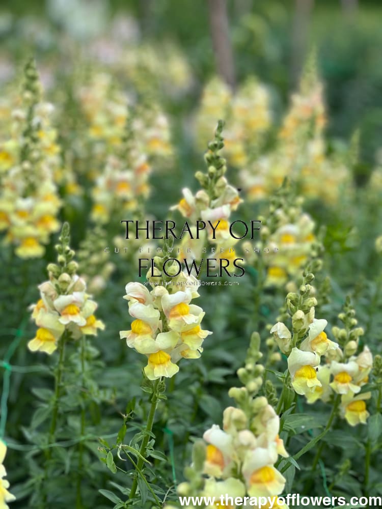 Snapdragon Costa Apricot F1 therapyofflowers.com