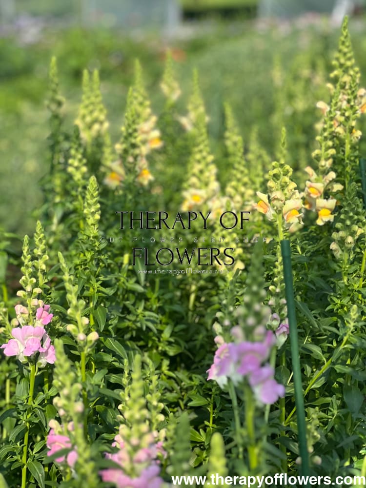 Snapdragon Costa Apricot F1 therapyofflowers.com