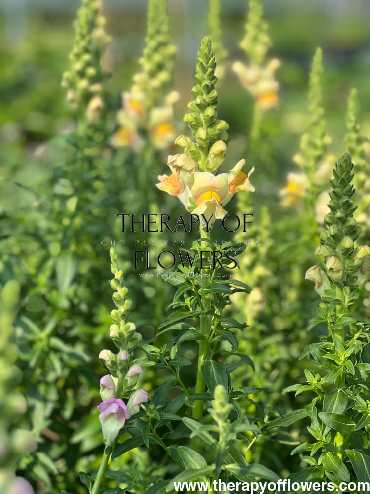 Snapdragon Costa Apricot F1 therapyofflowers.com