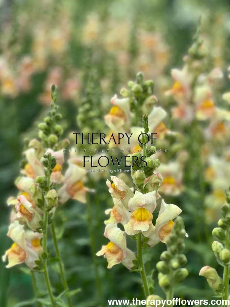 Snapdragon Costa Apricot F1 therapyofflowers.com