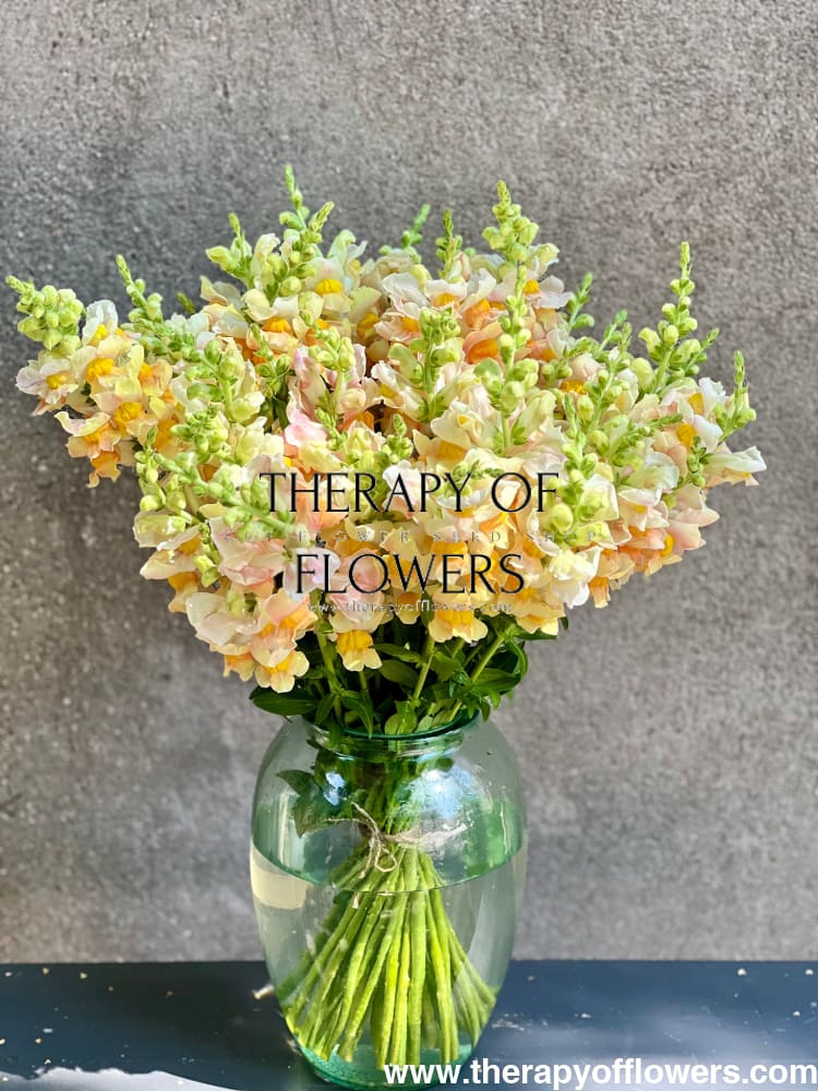 Snapdragon Costa Apricot F1 therapyofflowers.com