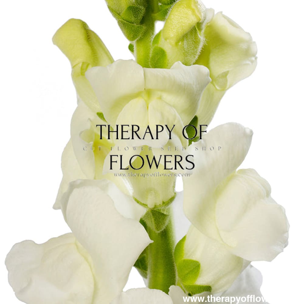 pantydropper × uncrowd Dry flower white Snapdragon Costa White F1 | Group 2 | Antirrhinum