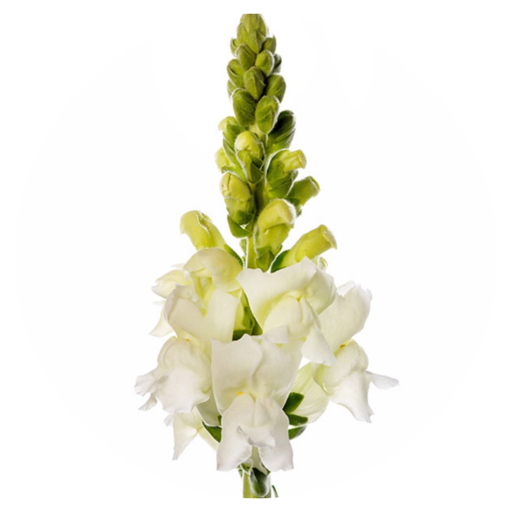Snapdragon Costa White F1 | Group 2 | Antirrhinum majus therapyofflowers.com