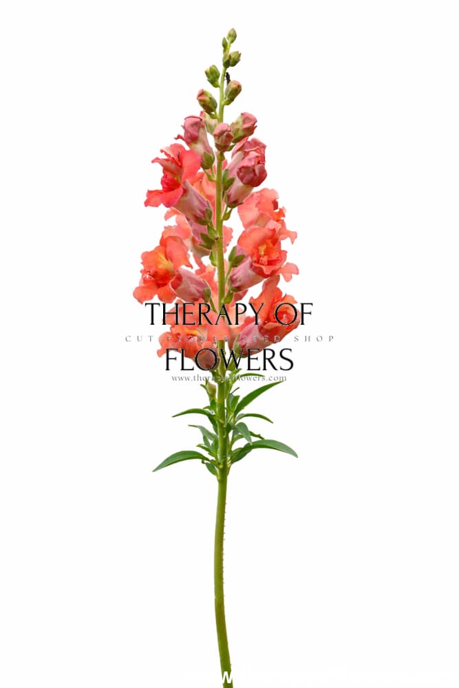 Snapdragon Madame Butterfly™ Bronze F1 | Group 2,3 | Antirrhinum majus therapyofflowers.com